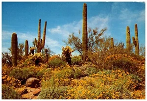 Spring Comes to the Desert with Wild Flowers, Arizona Postcard - Picture 1 of 2