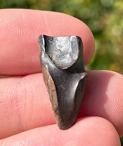 Triceratops Dinosaur Tooth Fossil Lance Formation NICE Wyoming Cretaceous - Picture 1 of 14