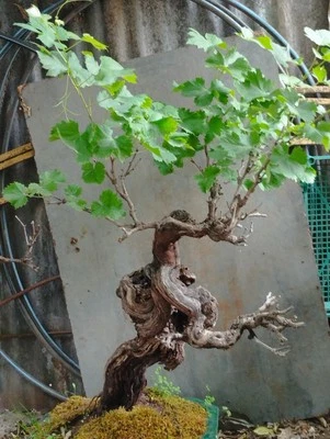 Bonsai Vite D'uva Secolare Yamadori In Vaso Ceramica Giapponese Pianta Maestosa - Immagine 1 di 4