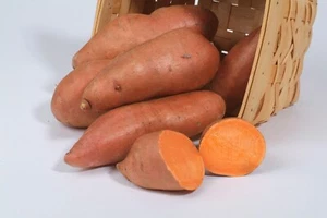 10 Sweet Potato Slips Plants - Vardaman (Bush) - Non GMO & Chemical Free - Picture 1 of 2