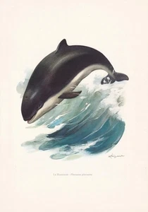 1960 HARBOR PORPOISE Print - Vintage Animal Art - Mammal - 7.5 x 10.6 Inches - Picture 1 of 5