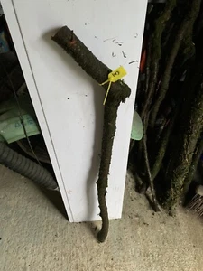 Blackthorn SHANK WALKING STICK KNOB Lot 143 - Picture 1 of 1