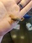 One (1) *RARE* EXTRA LARGE LIVE Devil Scorpion(H.Spinigerus)🦂 2+ Inches