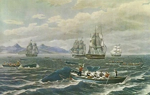 Alte Postkarte, Schwarm von Pottwalen, New Bedford Whaling Museum, MA., ungelaufen - Bild 1 von 2