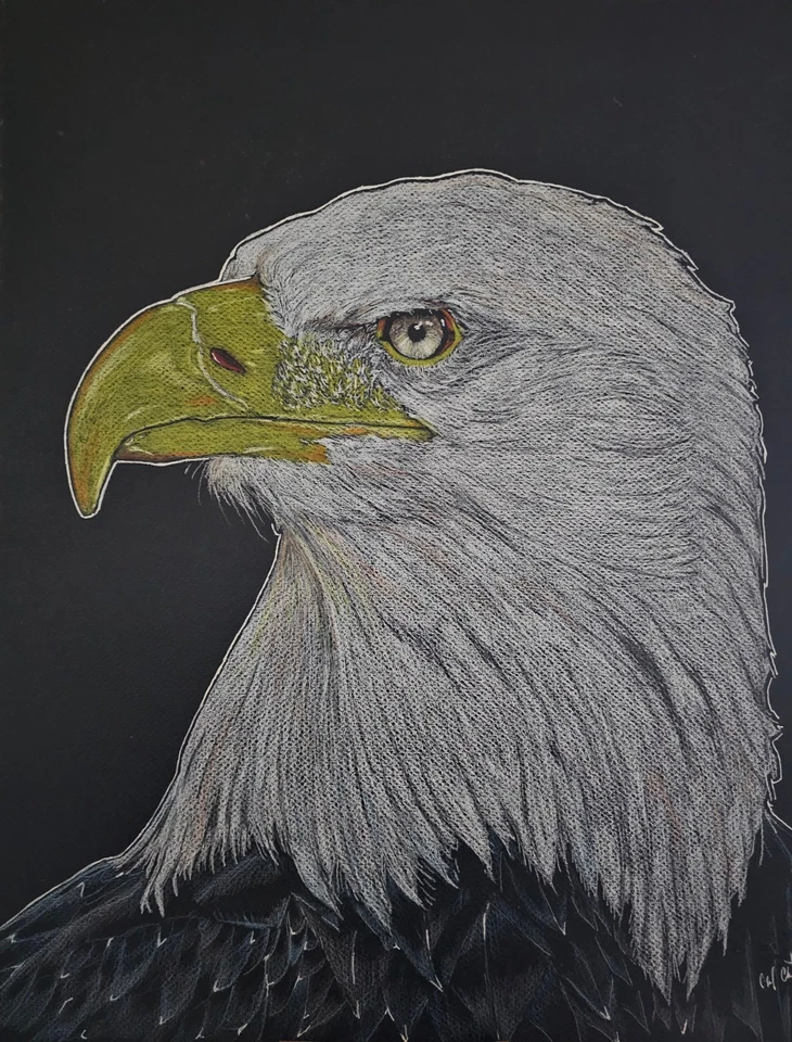 Águila calva en tablero de arte negro de 16"x20" con tinta, grafito, lápiz de colores, pastel Foto 1 de 1