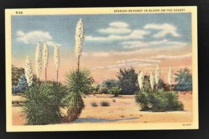 The Spanish Bayonet in Bloom, Desert Landscape Vintage Post Card - Picture 1 of 2