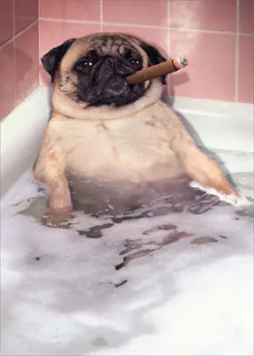 Pug Takes Bubble Bath - Avanti Funny Dog Father's Day Card by Avanti Press - Image 1 of 2
