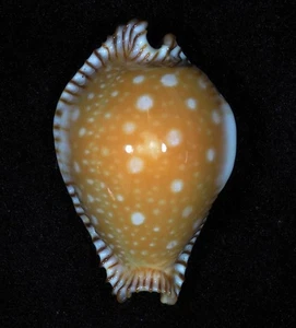CYPRAEA GUTTATA BICALLOSA ZWERG - Bild 1 von 2