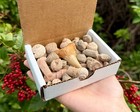 Natural Fossil Mix Gift Box - 1/2 lb Authentic Fossil Assortments & Shark Tooth
