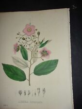 Original Hand Colored FOLIO Van Geel Botanical Print 1831: LUHEA DIVARICATA. 48