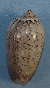 POLPASTA OLIVA 39.54mm HERMOSA MUESTRA Isla Gobernadora, Veraguas Oeste Panamá - Imagen 1 de 2