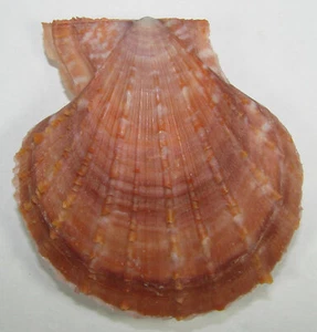 PECTEN FARRERI 80.65mm BEAUTIFUL SPECIMEN Oki Island, Shimane Pref., Japan - Picture 1 of 2