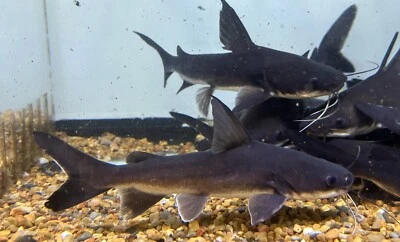 Papuan Catfish  6-7”+  -Live Tropical Freshwater Aquarium Fish - Image 1 of 4