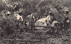 Congo Brazzaville - Skinning of an elephant - Publ. A. Bechaud - Picture 1 of 2