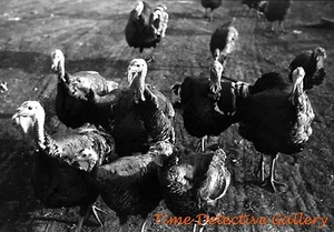 Thanksgiving Turkeys - 1930s - Vintage Photo Print - Picture 1 of 1