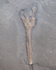 Crinoide, Grenprisia billingsi, Ordovizium, Brechin, Ontario, Kanada -i22 - Picture 1 of 5