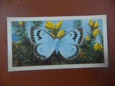 Great Britain Brooke Bond original 1963 tea card "British Butterflies",  No.34.