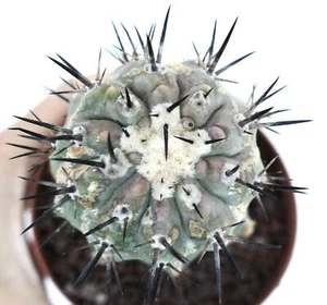 Copiapoa cinerea TALTAL form - - NO CRESTED COLUMNA-ALBA - Imagen 1 de 4