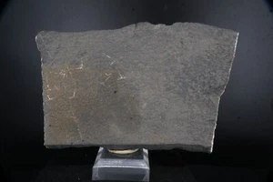 RARO Cesto Spugna Esactinellide Fossile / Lancaster Co., Pennsylvania / 12,8 cm F - Foto 1 di 2