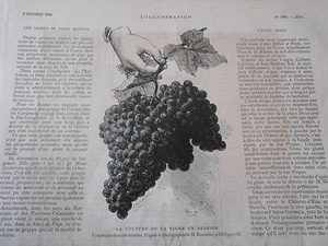 Gravure 1880 - Une grappe de Raison monstre en Algérie - Picture 1 of 1