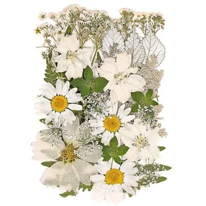 White Dried Pressed Flowers Real Floral Decor for Resin Crafts DIY Gifts - Picture 1 of 6