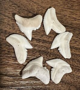 Lot of 6 Modern Great Tiger Shark Tooth Teeth 13/16"-7/8" long