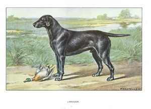 Raro 1930 Arte Francois Castellan Francia Perro Acuarela Impresión LABRADOR RETRIEVER - Imagen 1 de 1