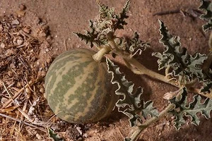 5 SAMEN Citrullus colocynthi​s (Bitter Apple) Wassermelone + GESCHENK - Bild 1 von 1