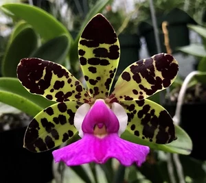 SELECT SALE - BRASIL CATTLEYA ORCHID SPECIES aclandiae sdlg Excellent parent 2in - Picture 1 of 4