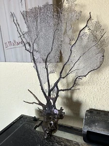 natural coral reef - Picture 1 of 1