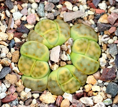 SEEDS - Lithops dinteri 'Dintergreen' 20Seeds C206A - Image 1 of 2