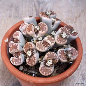 A7169 LITHOPS HALLII CLUSTER pot14-H7-W13 cm MaMa Cactus - Picture 1 of 4
