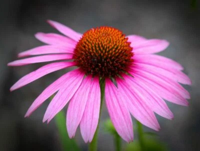 200 Echinacea purpurea Seeds - Purple Coneflower - Perennial Herb Flower Seeds - Image 1 of 4