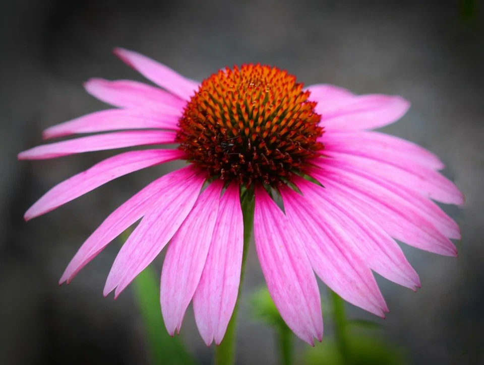 100 Echinacea purpurea Seeds - Purple Coneflower - Perennial Herb Flower Seeds - Image 1 of 4
