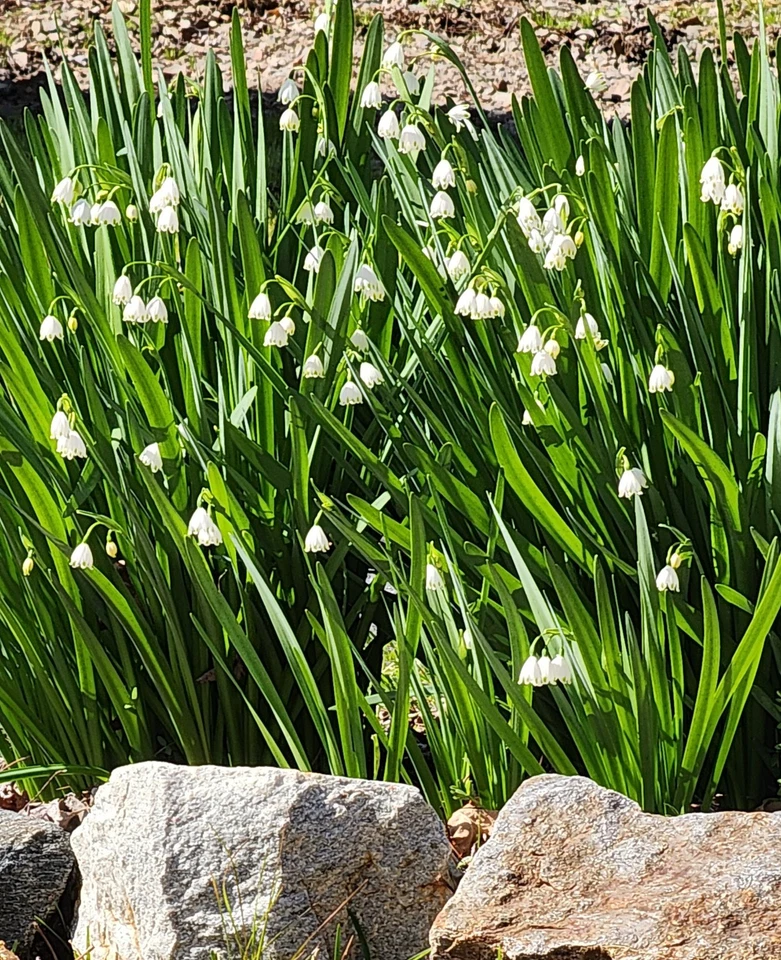 15 Bulbs Leucojum aestivum Southern Snowflake Spring Summer Bulbs White Flowers - Image 1 of 2