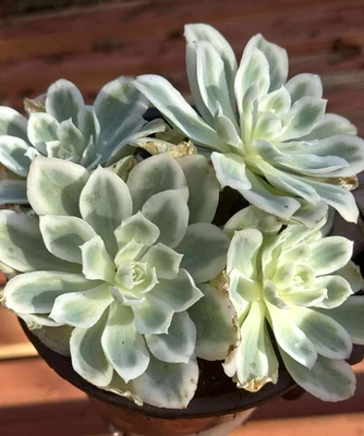 Suculentas importadas planta viva decoración del hogar rara suculenta Echeveria rosa limón Foto 1 de 3