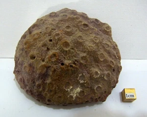 HEXAGONIA  DISPHYLLIDAE FOSSIL Large unpolished CORAL SAHARA MOROCCO 110mm  - Picture 1 of 4