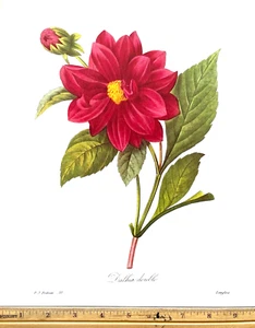 Redoute Flowers #30 DAHLIA DALHIA DOUBLE Botanical Art BK Teller TOP DRUCK - Bild 1 von 1
