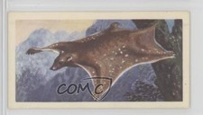 1962 Brooke Bond Asian Wild Life Tea Cobego #8 1i3