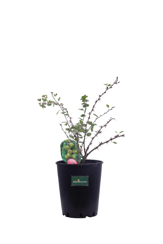 pianta da frutto in vaso di uva spina frutto rosso o bianco o verde v17  - Immagine 1 di 1