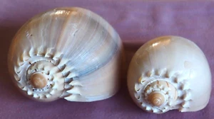 Two {2} Crowned Baler Melon Shells - Beautiful Colours and shapes. Beach Decore. - Picture 1 of 17