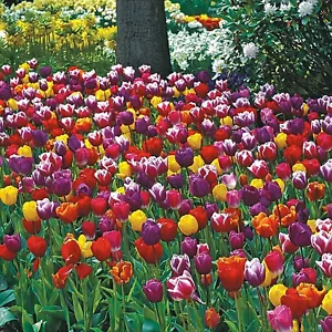 50 Tulip Bulbs for Fall Planting | Mixed Perennial Flower Tulip Bulbs Zones 3-8 - Picture 1 of 3