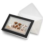 Greetings Card (Black) - Cute Staffie Puppies Dog Animals Pets Birthday Gift #86