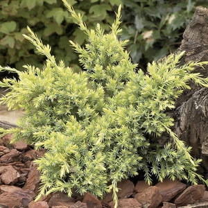 Juniperus Holger Hardy Compact Spreading Evergreen Coniferous Garden Shrub - Picture 1 of 10
