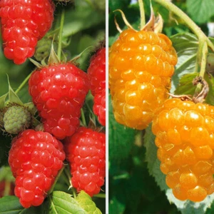 HONEY raspberry DUO 2+2 plants TOTAL 4 PLANTS - Picture 1 of 1