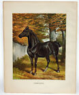 Vintage 1891 Lithograph CANDIDATE Horse Brookfield Stud Old English Breeds