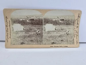 Photo 1901 Stereo Vintage Albumen 11625-Shooting Prairie Chickeas  - Picture 1 of 4