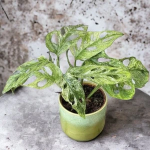 Variegated Monstera Adansonii European Mint | 6 cm Pot, Rare Indoor House Plant - Picture 1 of 6