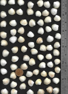 74 Nice UK NORTH SEA Cockle sea shells 85g Ocean beach art craft Dunbar Scotland - Picture 1 of 4