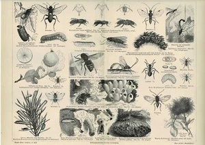 Tafel BIENEN / WESPEN / HORNISSEN / HUMMEL / WALDAMEISE Original-Holzstich 1887 - Bild 1 von 1